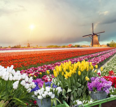 Lale çiftlikte dramatik bahar sahne. Renkli günbatımı Hollanda, Europe.