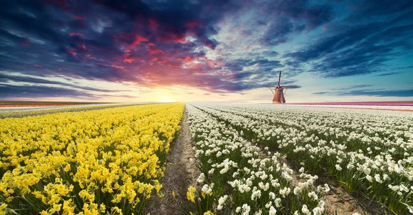 Scène Printanière Dramatique Sur Ferme Tulipes Coucher Soleil Coloré Aux — Photo