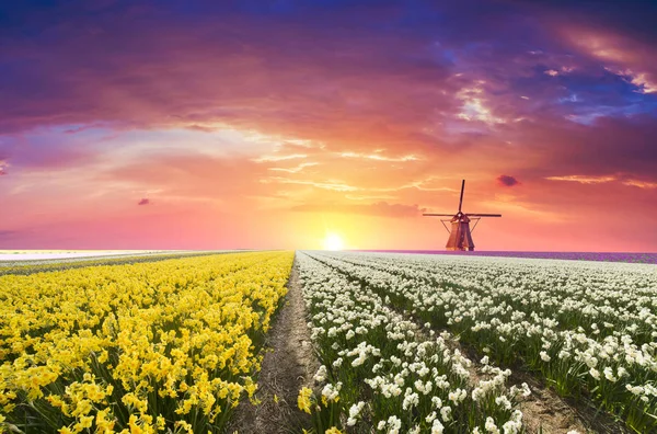 Scène Printanière Dramatique Sur Ferme Tulipes Coucher Soleil Coloré Aux — Photo