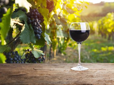 Tuscany, İtalya 'da üzüm bağında kırmızı şarap