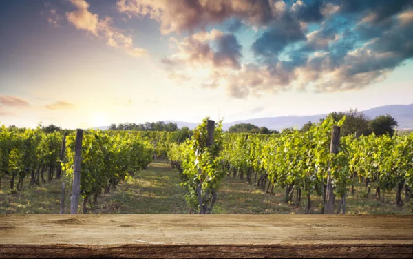 Ripe Wine Grapes Vines Tuscany Italy Picturesque Wine Farm Vineyard — Stock Photo, Image