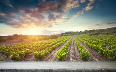 Tuscany, İtalya 'da üzüm bağında kırmızı şarap