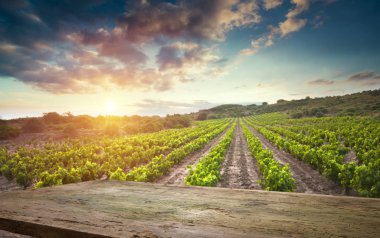 Tuscany, İtalya 'da üzüm bağında kırmızı şarap