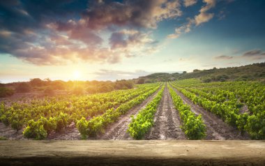 Tuscany, İtalya 'da üzüm bağında kırmızı şarap