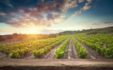 Tuscany, İtalya 'da üzüm bağında kırmızı şarap