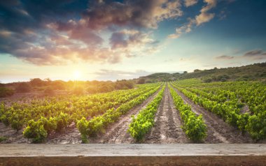 Tuscany, İtalya 'da üzüm bağında kırmızı şarap