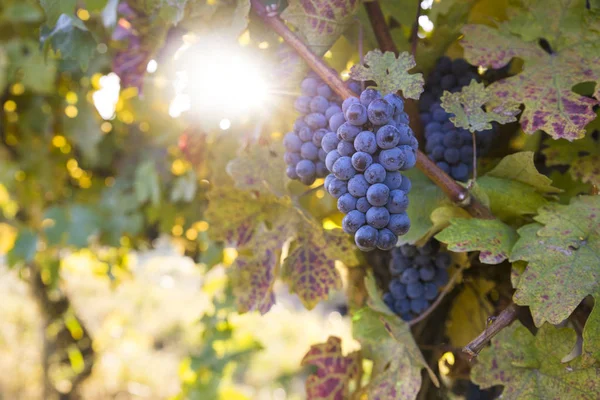 Blauwe Druiven Een Wijngaard Bij Zonsondergang Getinte Afbeelding — Stockfoto