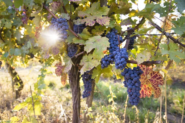 Uvas Azuis Uma Vinha Pôr Sol Imagem Tonificada — Fotografia de Stock