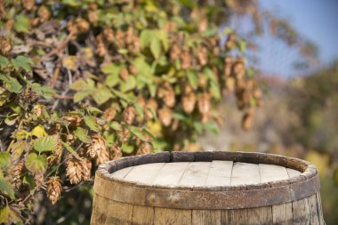 Taze yeşil atlama sayısının eski bir ahşap varil