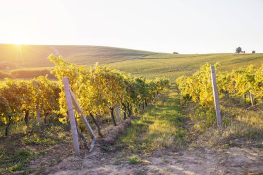 Kırmızı şarap şişesi ve yün fıçıda şarap kadehi. Güzel Toskana arka planı