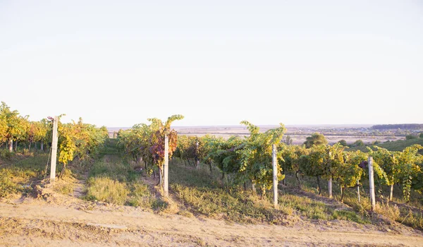 Botella de vino tinto y copa de vino en barril de wodden. Hermoso fondo Toscana — Foto de Stock