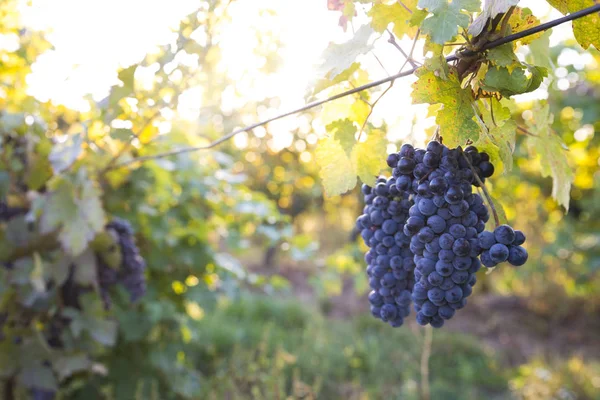 Viñedos Atardecer Cosecha Otoño Uvas Maduras Otoño —  Fotos de Stock