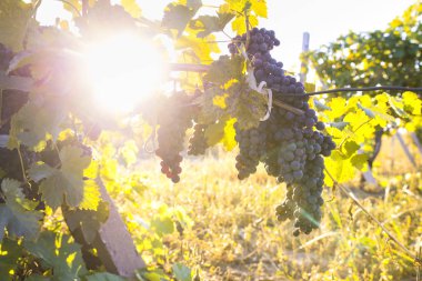 Sonbahar hasadında gün batımında üzüm bağları. Sonbaharda olgun üzümler.