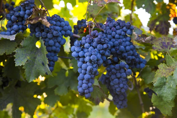 Sonbahar hasadında gün batımında üzüm bağları. Sonbaharda olgun üzümler.