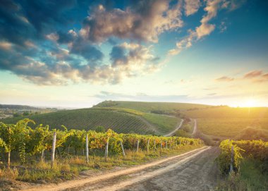 Tuscany, İtalya 'da üzüm bağında kırmızı şarap