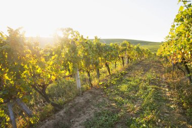 Tuscany, İtalya 'da üzüm bağında kırmızı şarap