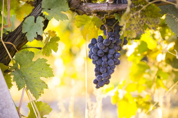 Viñedos al atardecer en la cosecha de otoño. Uvas maduras en otoño. —  Fotos de Stock