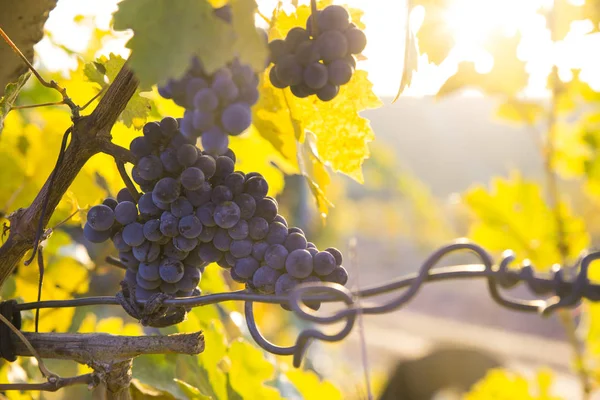 Viñedos al atardecer en la cosecha de otoño. Uvas maduras en otoño. —  Fotos de Stock