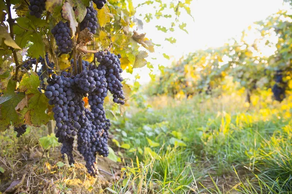Виноградники на закате осеннего сбора урожая. Спелые виноград осенью. — стоковое фото