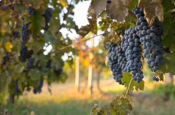 Vinhedos ao pôr do sol na colheita do outono. Uvas maduras no outono. — Fotografia de Stock