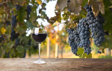 Sonbahar hasadında gün batımında üzüm bağları. Sonbaharda olgun üzümler.