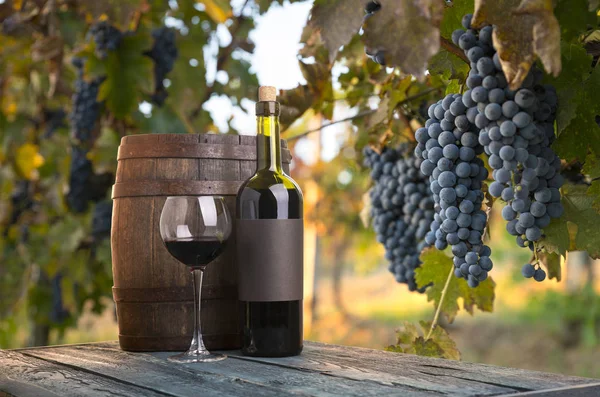 Weinberge Bei Sonnenuntergang Der Herbsternte Reife Trauben Herbst — Stockfoto