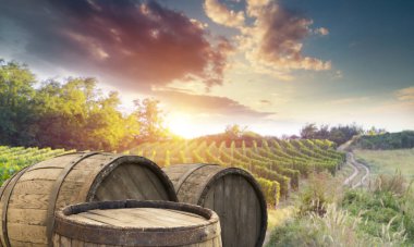 Tuscany, İtalya 'da üzüm bağında kırmızı şarap