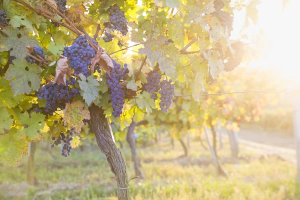 Blauwe Druiven Een Wijngaard Bij Zonsondergang Getinte Afbeelding — Stockfoto