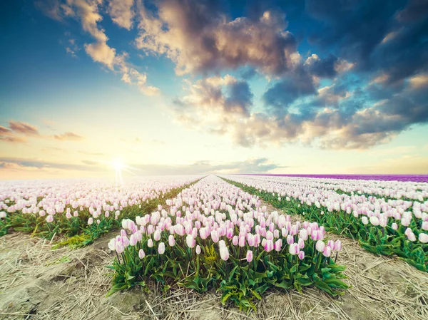 Tradiční Nizozemská Holandská Krajina Jedním Typickým Větrným Mlýnem Tulipány Nizozemská — Stock fotografie