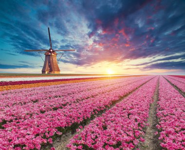 Laleli manzara, geleneksel yel değirmenleri ve Zaanse Schans, Hollanda, Avrupa 'daki kanal yakınlarındaki evler.