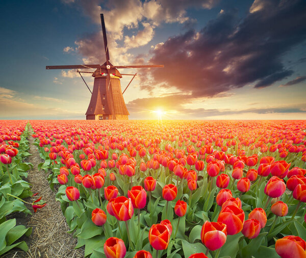 Landscape with tulips, traditional dutch windmills and houses near the canal in Zaanse Schans, Netherlands, Europe.