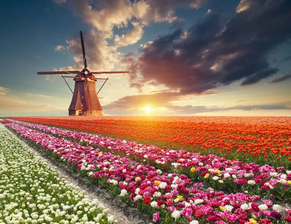 Landscape Tulips Traditional Dutch Windmills Houses Canal Zaanse Schans Netherlands — Stock Photo, Image