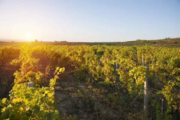 Viñedos Toscanosla Puesta Sol Los Viñedos Del Vino Bolgheri — Foto de Stock