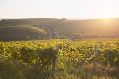 Toskana vineyardsthe sunset Bulvarında Bolgheri şarap üzüm bağları.