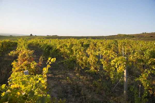 Viñedos Toscanosla Puesta Sol Los Viñedos Del Vino Bolgheri — Foto de Stock