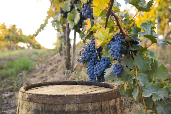 Toskana Vineyardsthe Sunset Bulvarında Bolgheri Şarap Üzüm Bağları — Stok fotoğraf