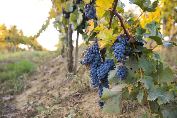 Toscaanse Vineyardsthe Zonsondergang Wijngaarden Van Bolgheri Wijn — Stockfoto