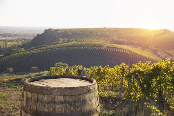 Toskana Vineyardsthe Sunset Bulvarında Bolgheri Şarap Üzüm Bağları Telifsiz Stok Fotoğraflar