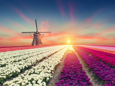 Hollanda yel değirmenleri için önde gelen Rotterdam kanala yolun. Holland. Hollanda.