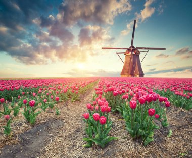 Lale çiftlikte dramatik bahar sahne. Renkli günbatımı Hollanda, Europe.