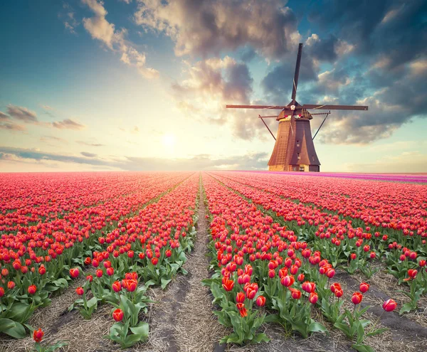 Lale çiftlikte dramatik bahar sahne. Renkli günbatımı Hollanda, Europe.