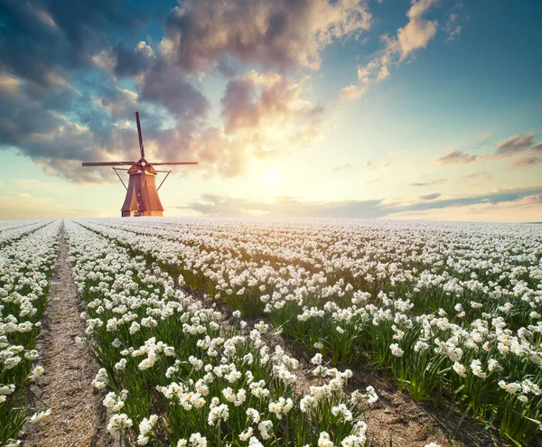 Dramatic Spring Scene Tulip Farm Colorful Sunset Netherlands Europe — Stock Photo, Image