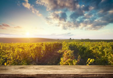 Tuscany, İtalya 'da üzüm bağında kırmızı şarap