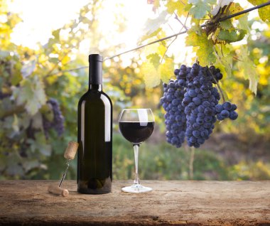 Tuscany, İtalya 'da üzüm bağında kırmızı şarap