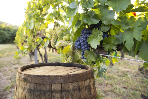 Red Wine Barrel Vineyard Green Tuscany Italy — Stock Photo, Image