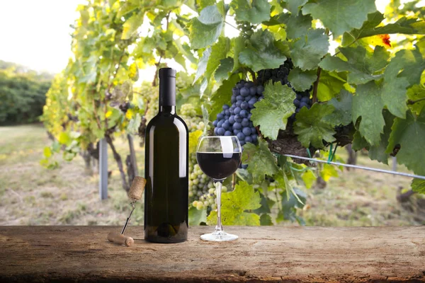 Vino Tinto Con Barril Viñedo Verde Toscana Italia — Foto de Stock