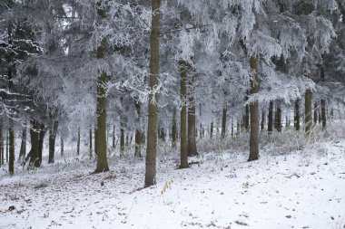 Karlı ormanda soğuk kış manzarası