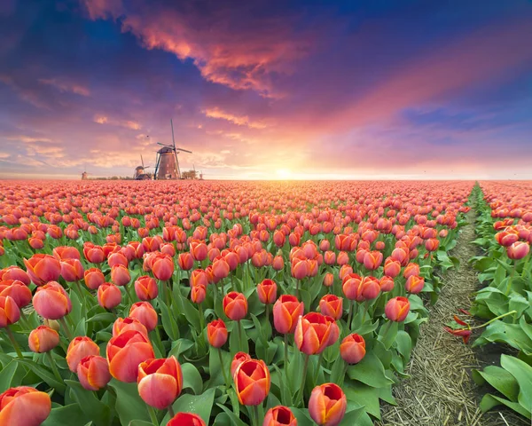Landscape Tulips Traditional Dutch Windmills Houses Canal Zaanse Schans Netherlands — Stock Photo, Image