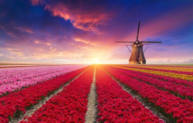Hollanda yel değirmenleri için önde gelen Rotterdam kanala yolun. Holland. Hollanda