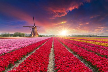 Laleli manzara, geleneksel yel değirmenleri ve Zaanse Schans, Hollanda, Avrupa 'daki kanal yakınlarındaki evler.